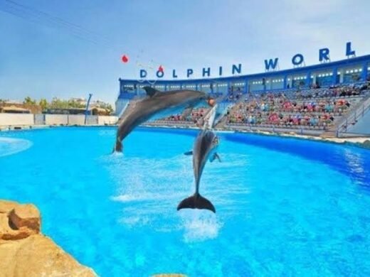 dolphine world