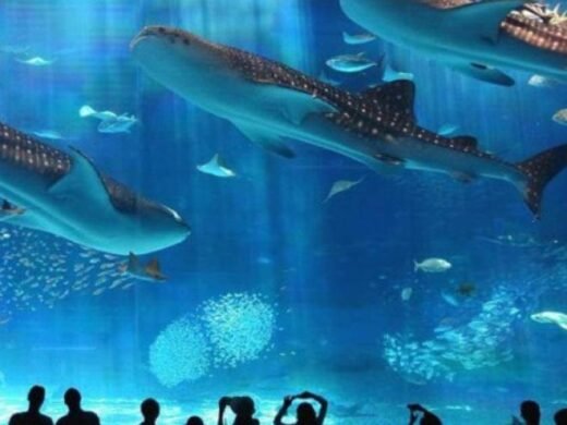 hurghada Aquarium 1