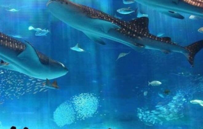 hurghada Aquarium 1